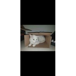 Kitten gezocht (wit)