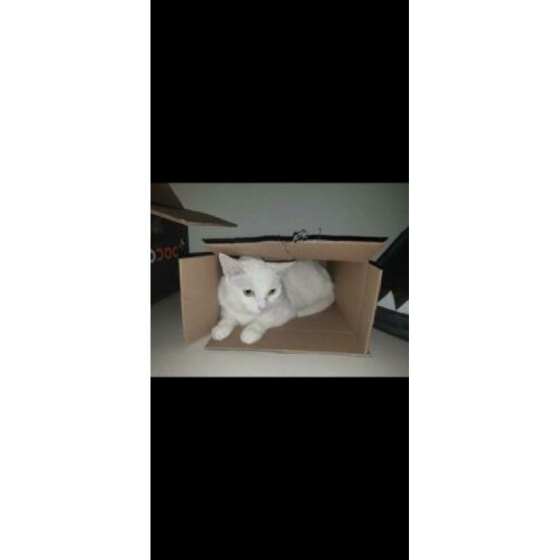 Kitten gezocht (wit)