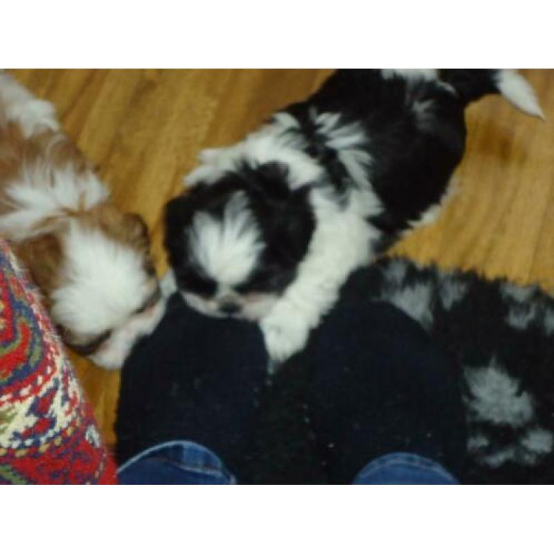 shih-tzu pups