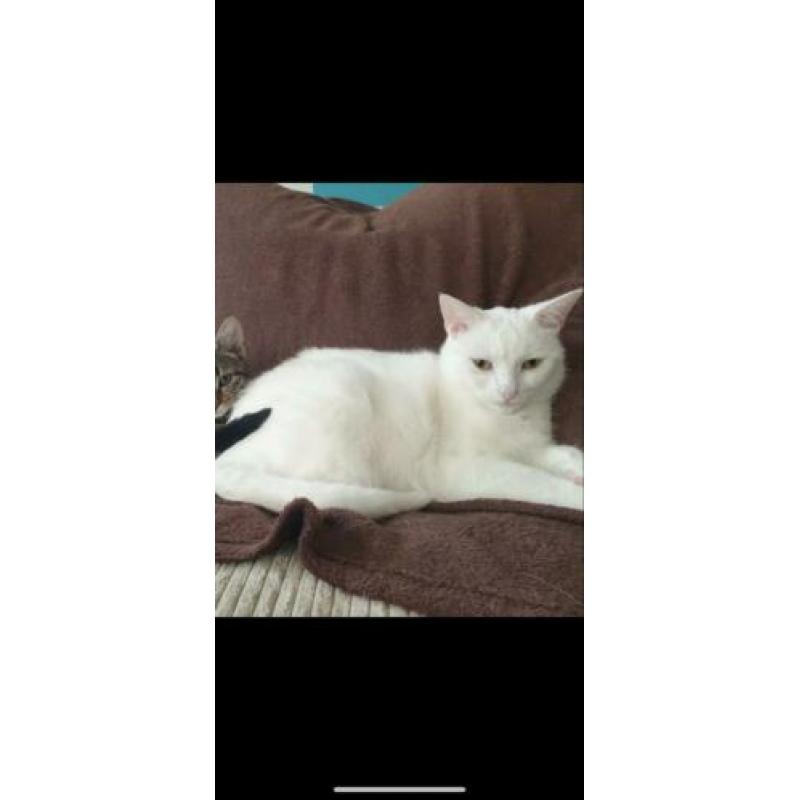 Kitten gezocht (wit)