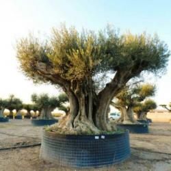 Olea Europea - Olijfboom - Alle Soorten 500-650cm art34685