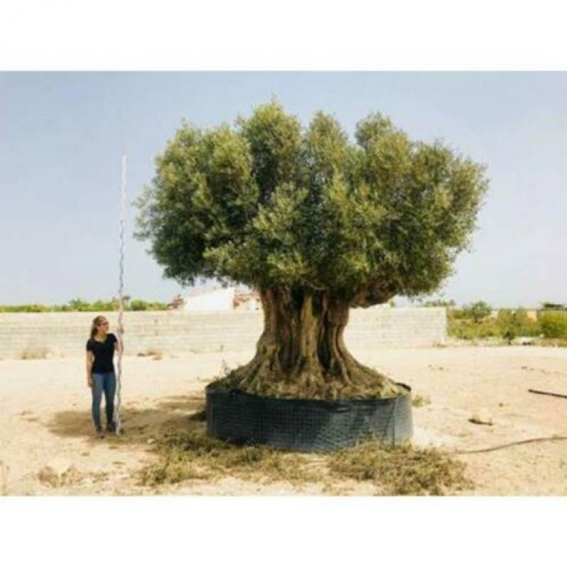 Olea Europea - Olijfboom - Alle Soorten 500-650cm art34685