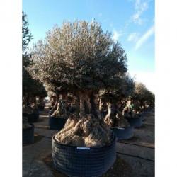 Olea Europea - Olijfboom - Alle Soorten 500-650cm art34685