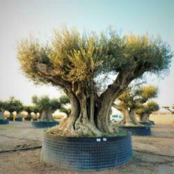 Olea Europea - Olijfboom - Alle Soorten 500-650cm art34685
