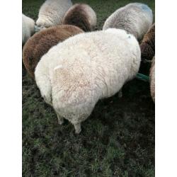 Bleu du maine ram