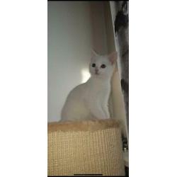 Kitten gezocht (wit)