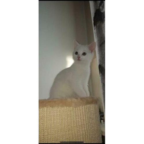 Kitten gezocht (wit)