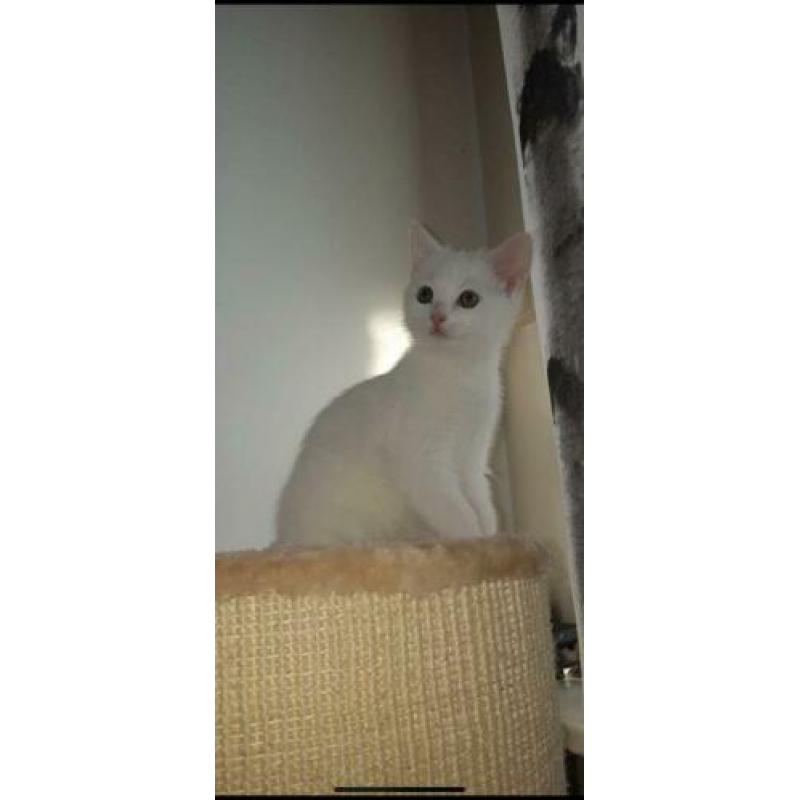 Kitten gezocht (wit)