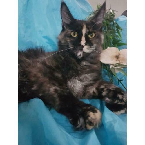 Maine coon poes Polina 04.06.19 ,voor lievhebbers .