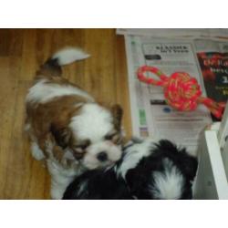 shih-tzu pups