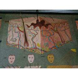 poster, schoolposter, over de huid, Duitsland, 1971,vintage