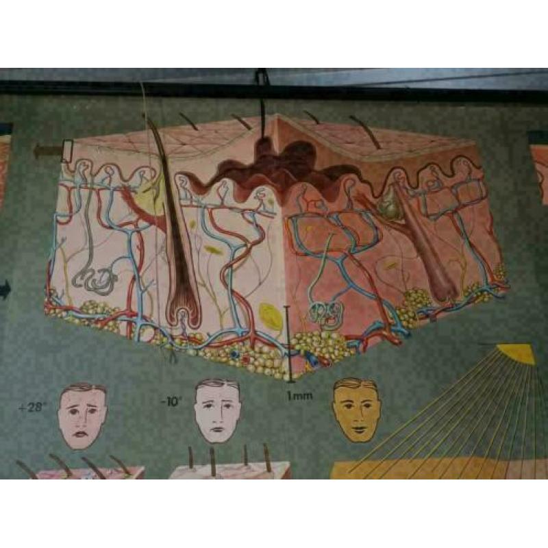 poster, schoolposter, over de huid, Duitsland, 1971,vintage