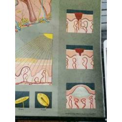 poster, schoolposter, over de huid, Duitsland, 1971,vintage