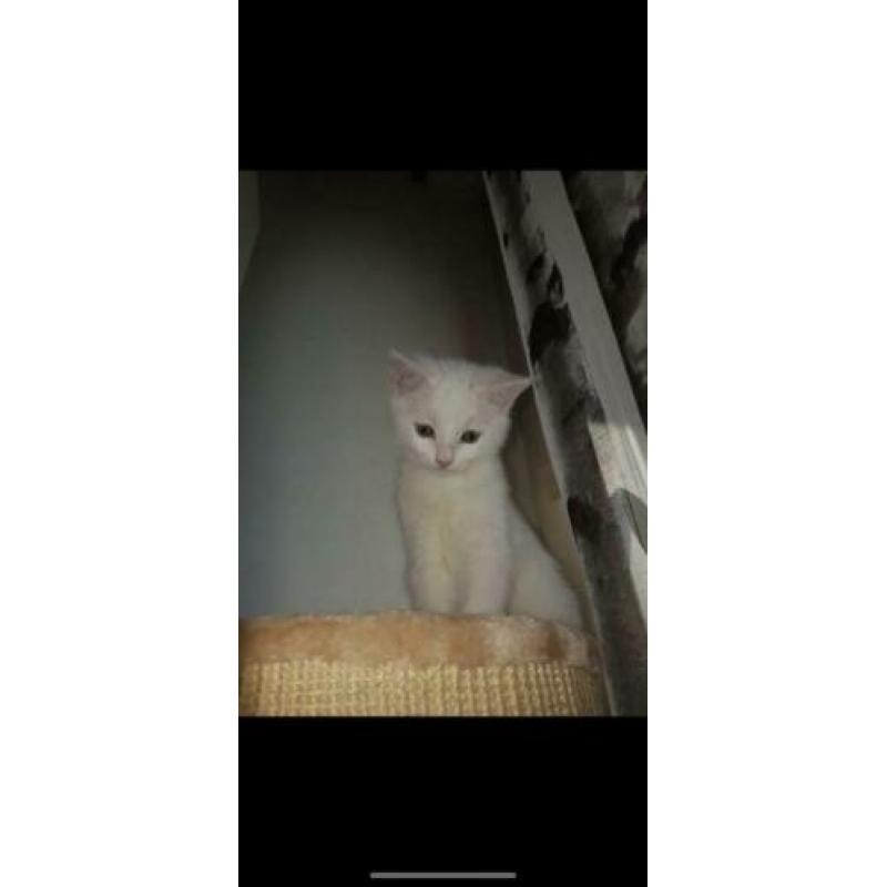 Kitten gezocht (wit)