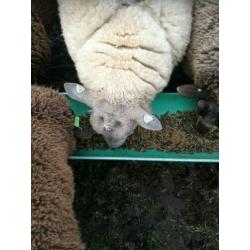 Bleu du maine ram