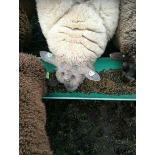 Bleu du maine ram