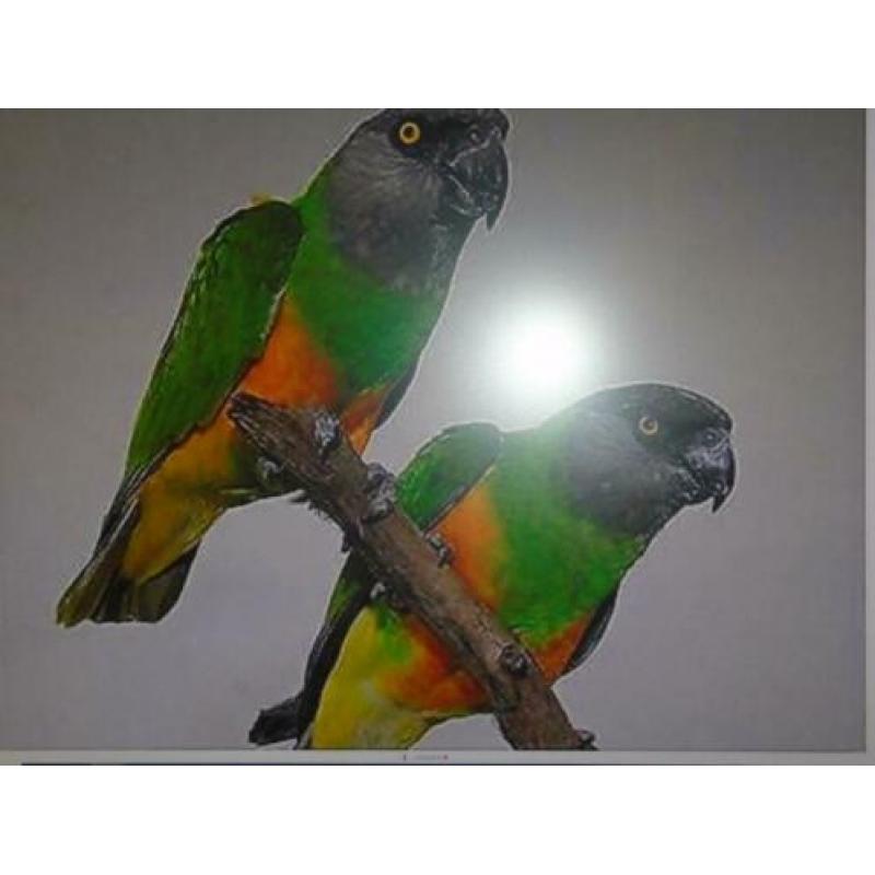 Caique Brr koppel gevraagd.