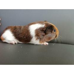 Jonge cavia's aangeboden!