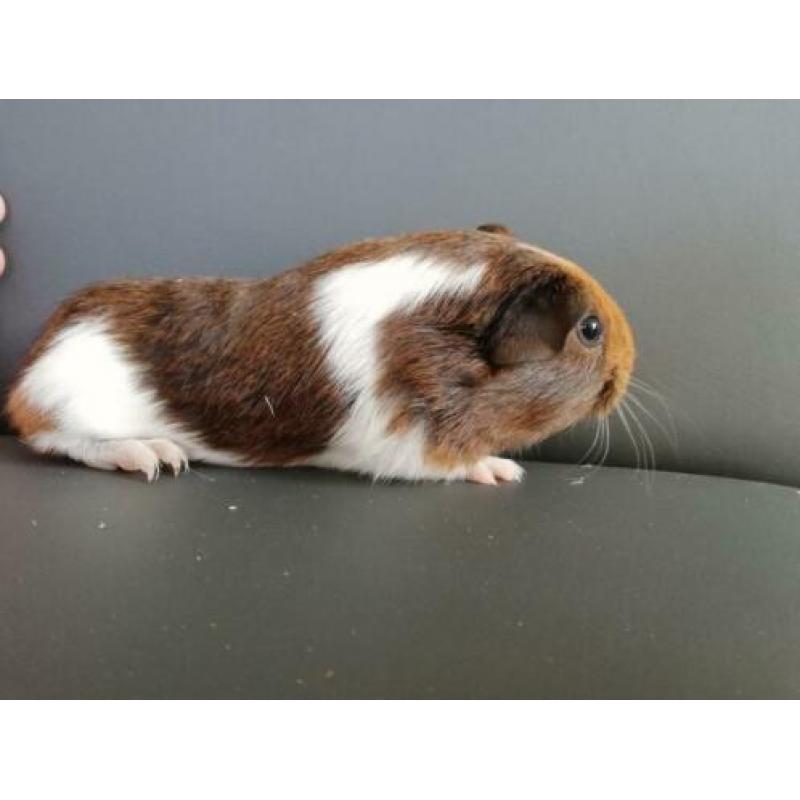 Jonge cavia's aangeboden!