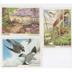 Plaatjes dieren