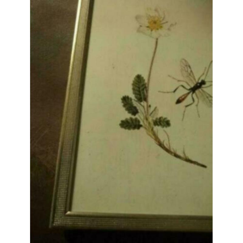 brocant Leuk oud brocante foto lijstje. 15 bij 10 cm