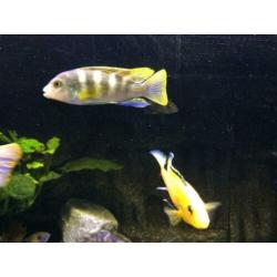 maliwi cichlide