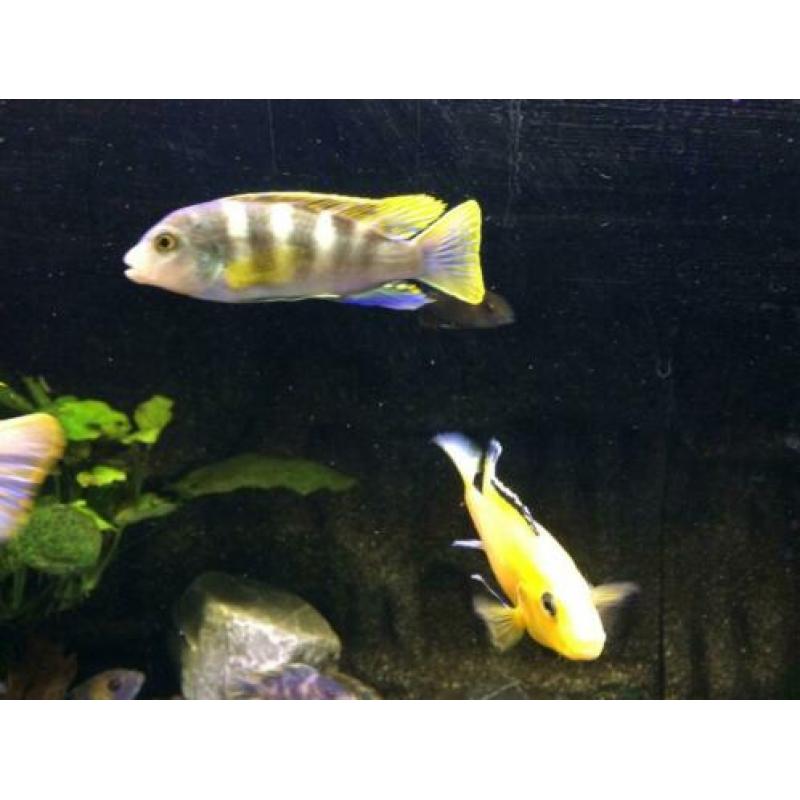 maliwi cichlide