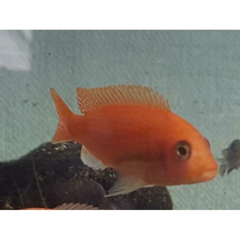 Malawi cichliden metriaclima estherae red