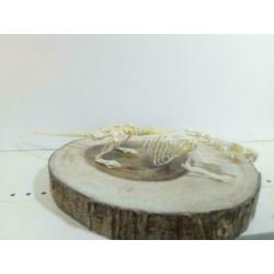 Skelet bruine rat