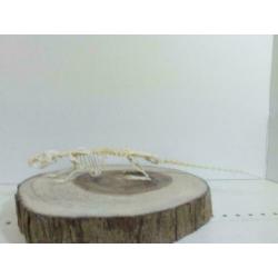 Skelet bruine rat