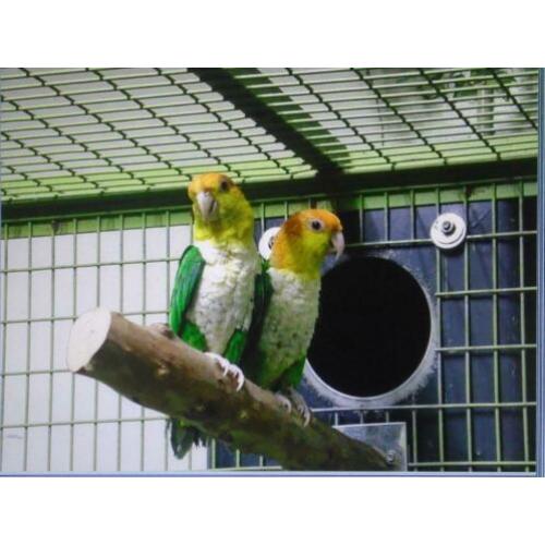 Caique Brr koppel gevraagd.