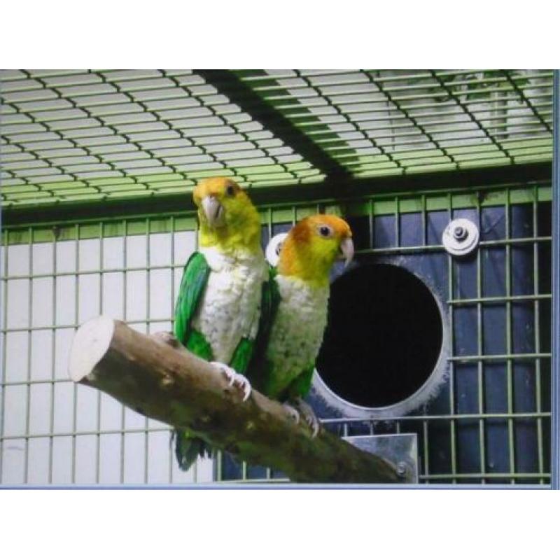 Caique Brr koppel gevraagd.
