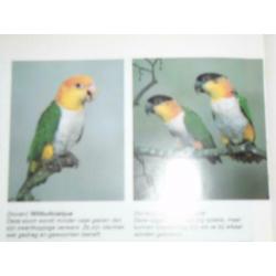 Caique Brr koppel gevraagd.