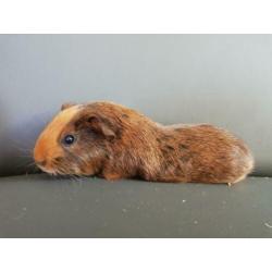 Jonge cavia's aangeboden!