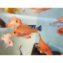 Malawi cichliden metriaclima estherae red