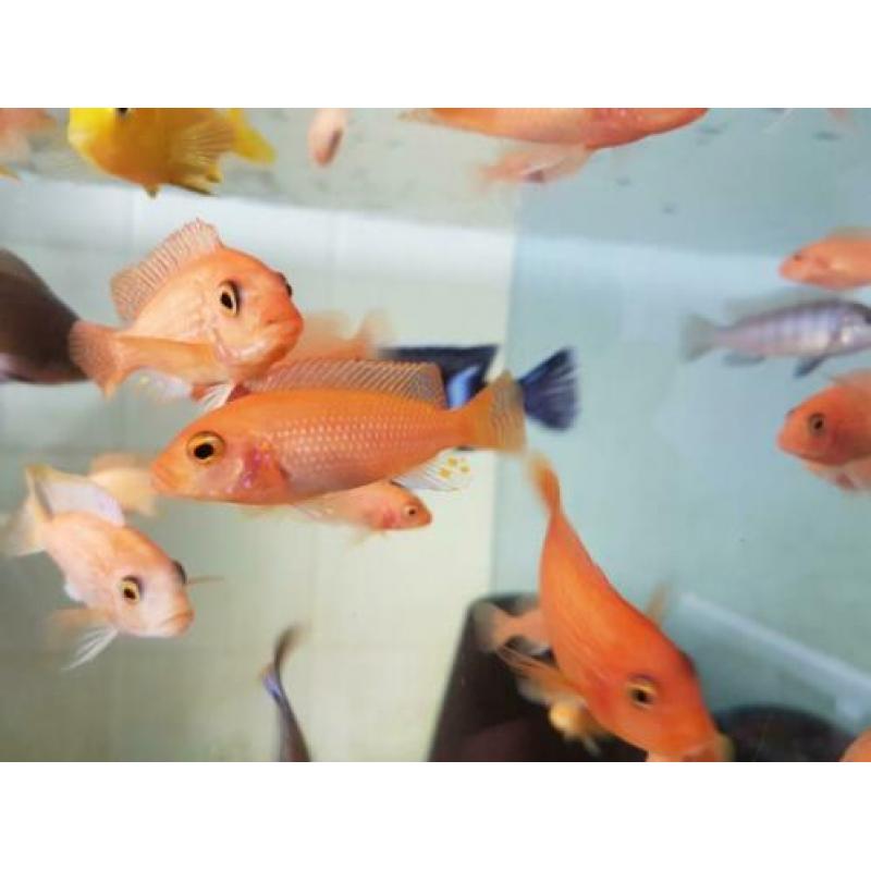 Malawi cichliden metriaclima estherae red