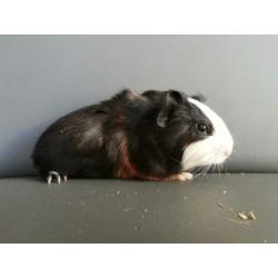 Jonge cavia's aangeboden!