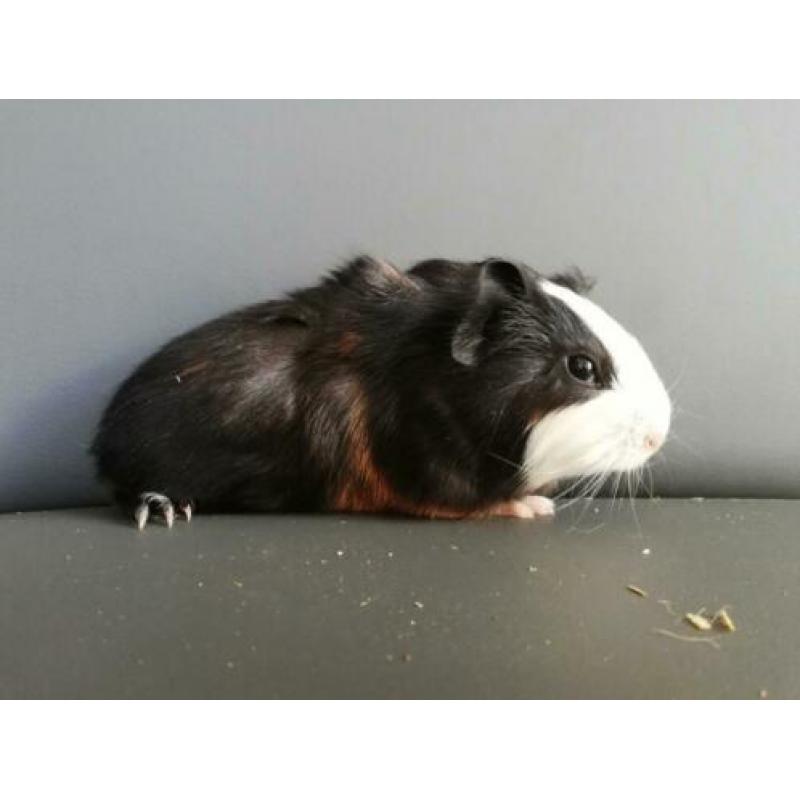 Jonge cavia's aangeboden!
