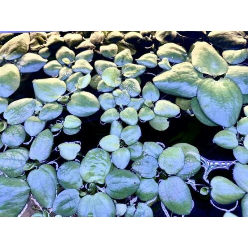 Drijfplantjes. Amazone Kikkerbeet
