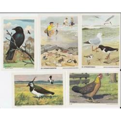 Plaatjes dieren