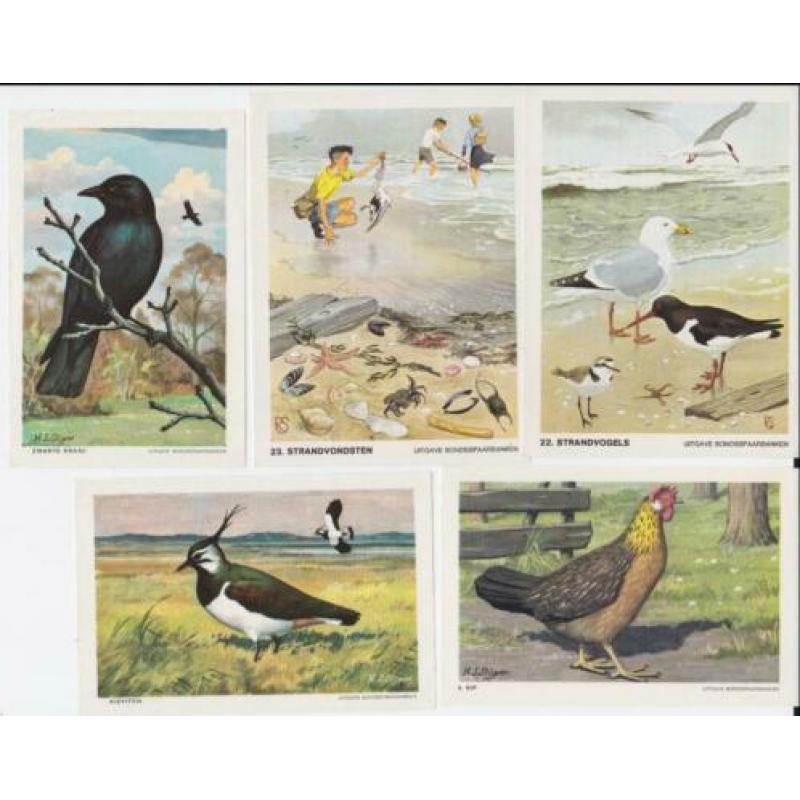 Plaatjes dieren