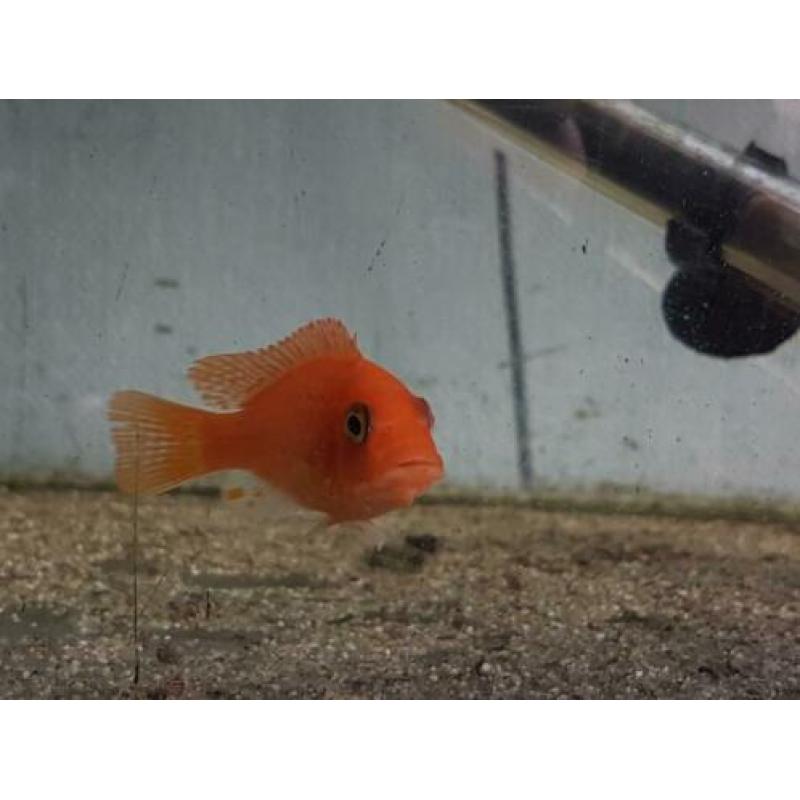 Malawi cichliden metriaclima estherae red