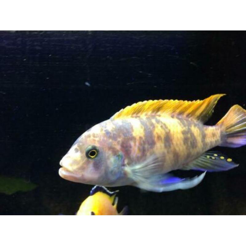 maliwi cichlide