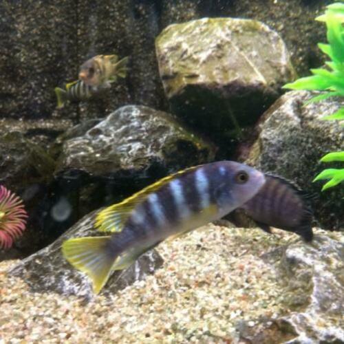maliwi cichlide