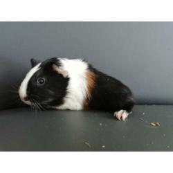 Jonge cavia's aangeboden!