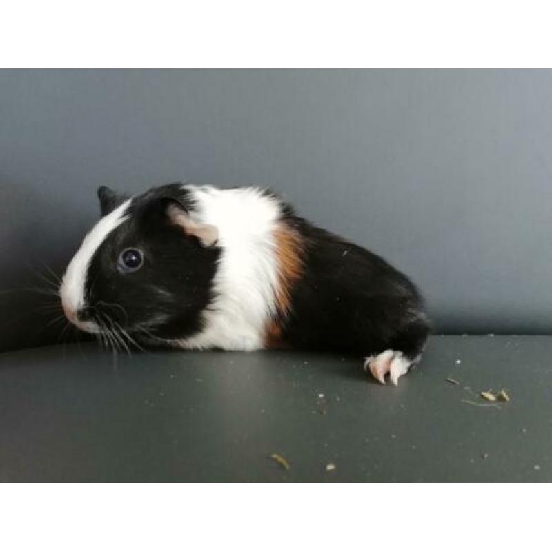 Jonge cavia's aangeboden!
