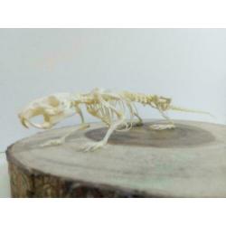 Skelet bruine rat