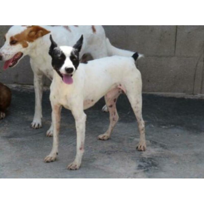 Animal in need: Antonio, in NL te bezoeken!