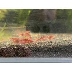 Volwassen Neocaridina Vuurgarnaal / vuurgarnalen WEG=WEG