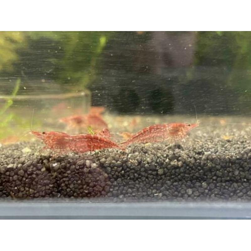 Volwassen Neocaridina Vuurgarnaal / vuurgarnalen WEG=WEG